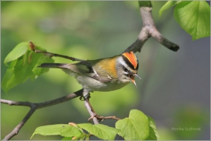 <p>KRÁLÍČEK OHNIVÝ (Regulus ignicapillus) /Firecrest - Sommergoldhähnchen/</p>
